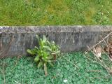 image of grave number 489727